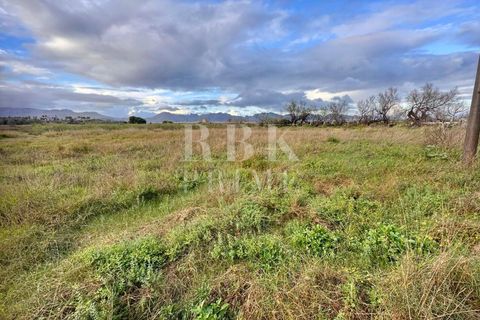Terra a Alcudia, Mallorca, Alcudia - € 832.000 | Ref: 071676 - foto 2