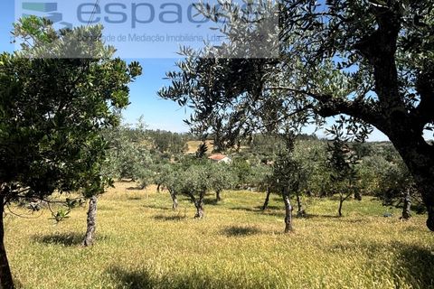 Helårsgrund i Castelo Branco, Castelo Branco, Castelo Branco - € 25.000 | Ref: 5537/FA_AC - foto 5