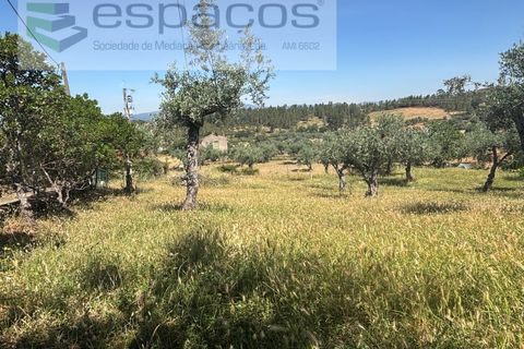Helårsgrund i Castelo Branco, Castelo Branco, Castelo Branco - € 25.000 | Ref: 5537/FA_AC - foto 6