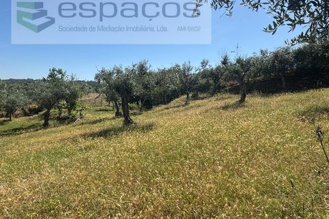 Helårsgrund i Castelo Branco, Castelo Branco, Castelo Branco - € 25.000 | Ref: 5537/FA_AC - foto 7