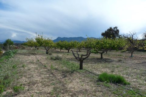 Landejendom i Albaida, Valencia, Albaida - € 85.000 | Ref: PNPT219 - foto 8