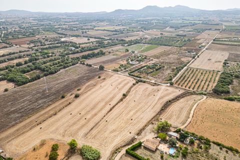 Terra a Manacor, Mallorca, Manacor - € 145.000 | Ref: 05ML032/3010 - foto 3
