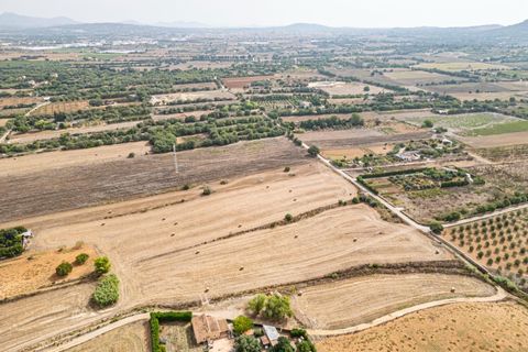 Terra a Manacor, Mallorca, Manacor - € 145.000 | Ref: 05ML032/3010 - foto 7