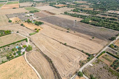 Terra a Manacor, Mallorca, Manacor - € 145.000 | Ref: 05ML032/3010 - foto 12