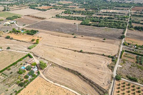 Terra a Manacor, Mallorca, Manacor - € 145.000 | Ref: 05ML032/3010 - foto 13