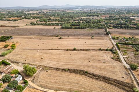 Terra a Manacor, Mallorca, Manacor - € 145.000 | Ref: 05ML032/3010 - foto 15