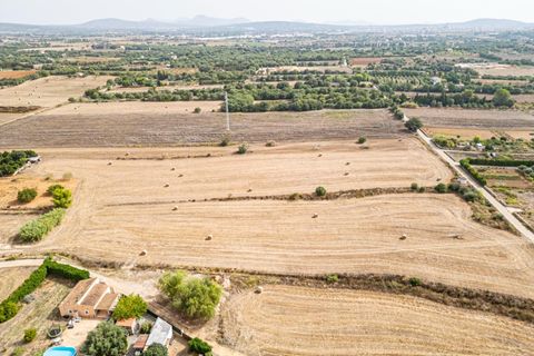 Terra a Manacor, Mallorca, Manacor - € 145.000 | Ref: 05ML032/3010 - foto 16