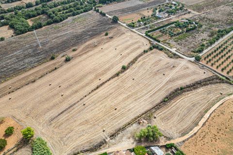 Terra a Manacor, Mallorca, Manacor - € 145.000 | Ref: 05ML032/3010 - foto 23