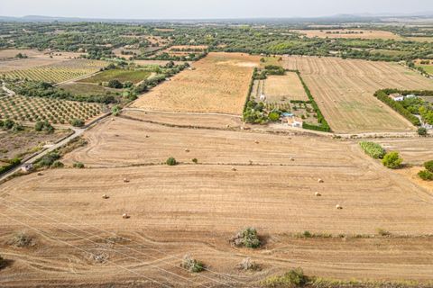 Terra a Manacor, Mallorca, Manacor - € 145.000 | Ref: 05ML032/3010 - foto 24