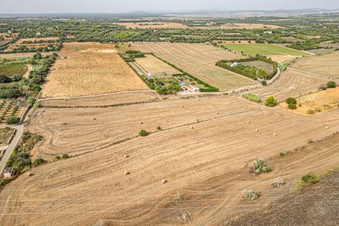 Terra a Manacor, Mallorca, Manacor - € 145.000 | Ref: 05ML032/3010 - foto 25