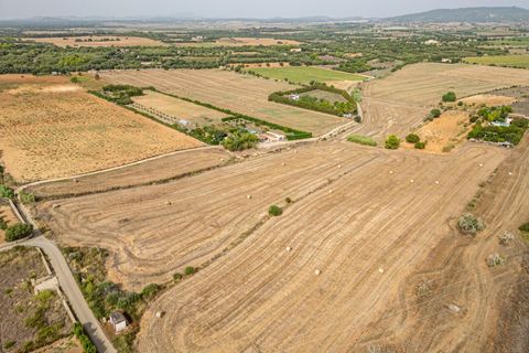 Terra a Manacor, Mallorca, Manacor - € 145.000 | Ref: 05ML032/3010 - foto 26