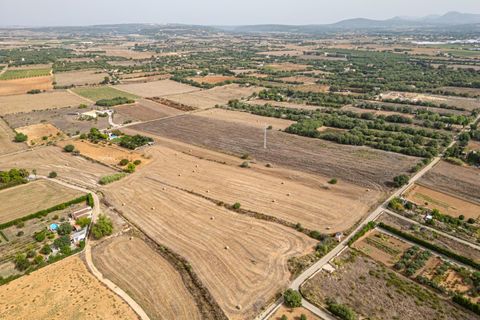 Terra a Manacor, Mallorca, Manacor - € 145.000 | Ref: 05ML032/3010 - foto 29