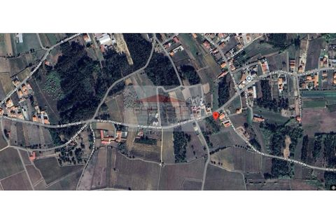 Helårsgrund i Anadia, Aveiro, Anadia - € 55.000 | Ref: 260529 - foto 6