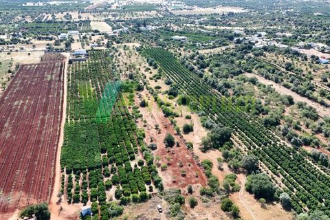 Helårsgrund i Paderne, Faro, Paderne - € 75.000 | Ref: LT-7336 - foto 6