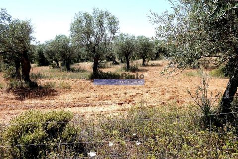 Helårsgrund i Portel, Evora, Portel - € 25.000 | Ref: 9975_T - foto 2