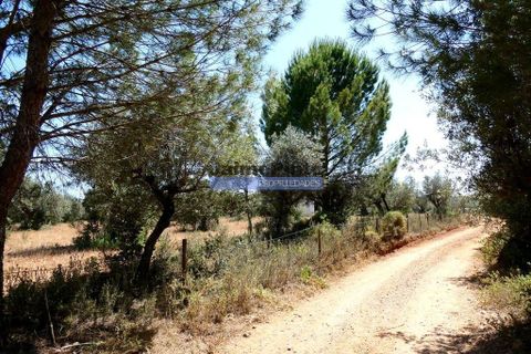 Helårsgrund i Portel, Evora, Portel - € 25.000 | Ref: 9975_T - foto 5