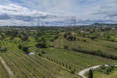 Farm i Castelo Branco, Castelo Branco, Castelo Branco - € 6.500.000 | Ref: MAS_102 - foto 25