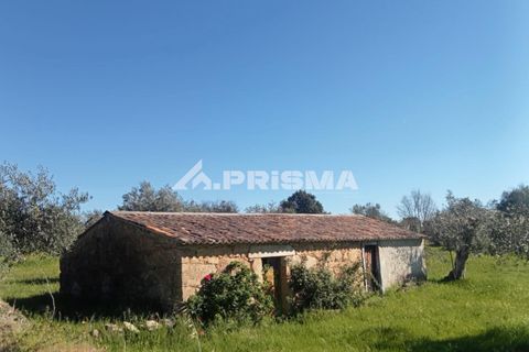 Farm i Castelo Branco, Castelo Branco, Castelo Branco - € 47.000 | Ref: PP4779 - foto 1