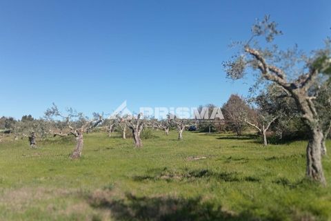 Farm i Castelo Branco, Castelo Branco, Castelo Branco - € 47.000 | Ref: PP4779 - foto 2