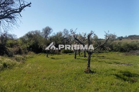 Farm i Castelo Branco, Castelo Branco, Castelo Branco - € 47.000 | Ref: PP4779 - foto 3
