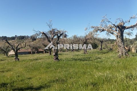 Farm i Castelo Branco, Castelo Branco, Castelo Branco - € 47.000 | Ref: PP4779 - foto 4