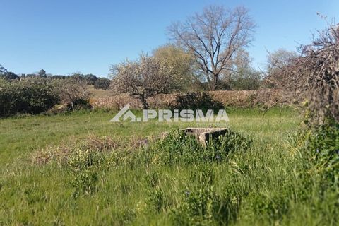 Farm i Castelo Branco, Castelo Branco, Castelo Branco - € 47.000 | Ref: PP4779 - foto 6