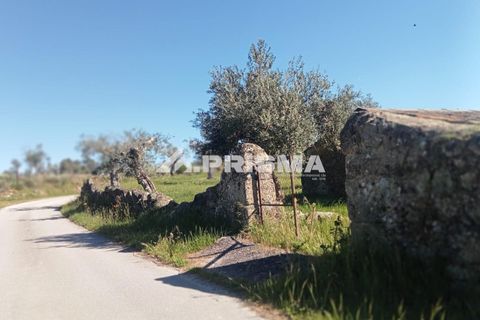 Farm i Castelo Branco, Castelo Branco, Castelo Branco - € 47.000 | Ref: PP4779 - foto 9