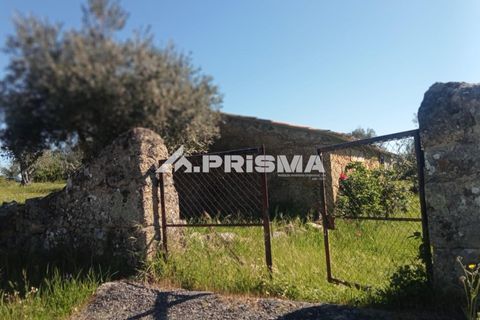 Farm i Castelo Branco, Castelo Branco, Castelo Branco - € 47.000 | Ref: PP4779 - foto 11