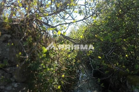 Farm i Castelo Branco, Castelo Branco, Castelo Branco - € 47.000 | Ref: PP4779 - foto 13