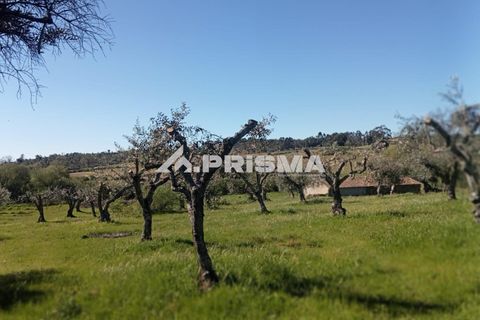 Farm i Castelo Branco, Castelo Branco, Castelo Branco - € 47.000 | Ref: PP4779 - foto 14