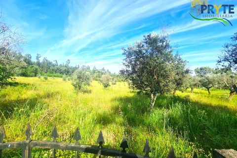 Farm i Serta, Castelo Branco, Serta - € 17.000 | Ref: AS160 - foto 8