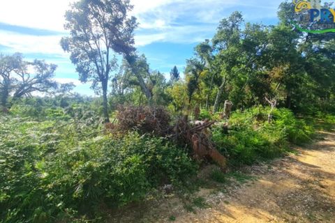 Farm i Serta, Castelo Branco, Serta - € 17.000 | Ref: AS160 - foto 12