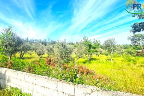 Farm i Serta, Castelo Branco, Serta - € 17.000 | Ref: AS160 - foto 13