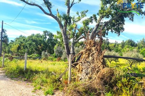 Farm i Serta, Castelo Branco, Serta - € 17.000 | Ref: AS160 - foto 16