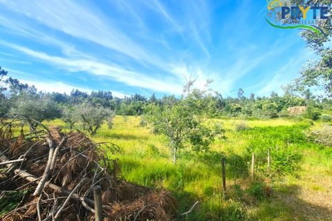 Farm i Serta, Castelo Branco, Serta - € 17.000 | Ref: AS160 - foto 17