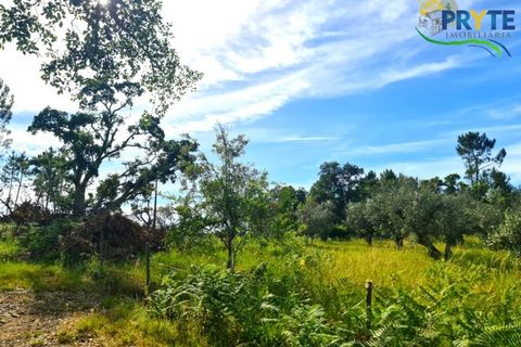 Farm i Serta, Castelo Branco, Serta - € 17.000 | Ref: AS160 - foto 22