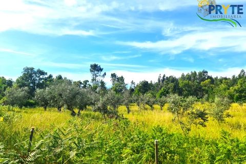 Farm i Serta, Castelo Branco, Serta - € 17.000 | Ref: AS160 - foto 23