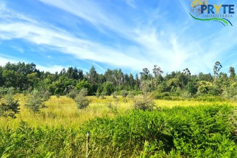 Farm i Serta, Castelo Branco, Serta - € 17.000 | Ref: AS160 - foto 24