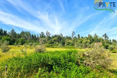 Farm i Serta, Castelo Branco, Serta - € 17.000 | Ref: AS160 - foto 25
