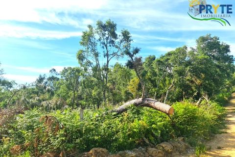Farm i Serta, Castelo Branco, Serta - € 21.500 | Ref: AS159 - foto 2