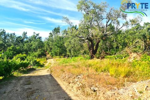 Farm i Serta, Castelo Branco, Serta - € 21.500 | Ref: AS159 - foto 5