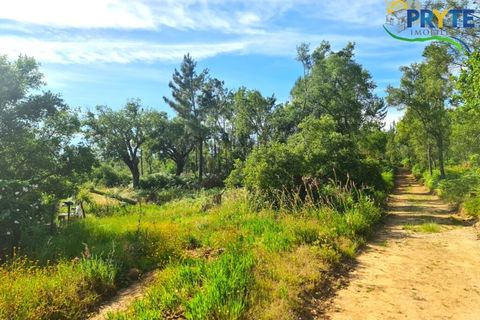 Farm i Serta, Castelo Branco, Serta - € 21.500 | Ref: AS159 - foto 6