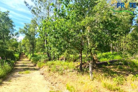 Farm i Serta, Castelo Branco, Serta - € 21.500 | Ref: AS159 - foto 7