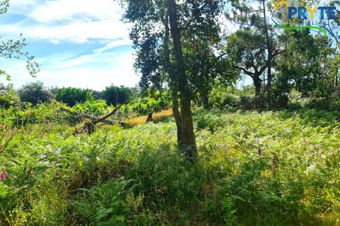 Farm i Serta, Castelo Branco, Serta - € 21.500 | Ref: AS159 - foto 9