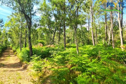 Farm i Serta, Castelo Branco, Serta - € 21.500 | Ref: AS159 - foto 10