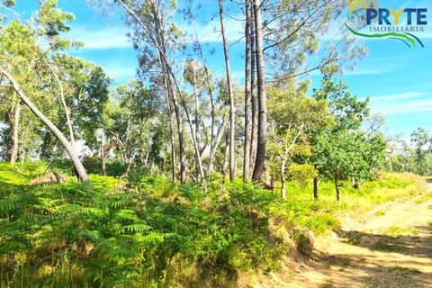 Farm i Serta, Castelo Branco, Serta - € 21.500 | Ref: AS159 - foto 12