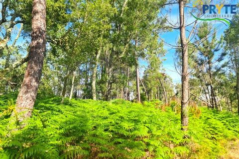 Farm i Serta, Castelo Branco, Serta - € 21.500 | Ref: AS159 - foto 14