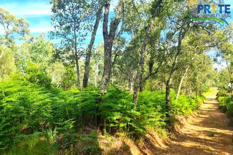 Farm i Serta, Castelo Branco, Serta - € 21.500 | Ref: AS159 - foto 15
