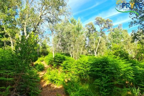 Farm i Serta, Castelo Branco, Serta - € 21.500 | Ref: AS159 - foto 16