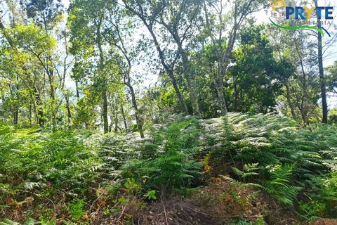 Farm i Serta, Castelo Branco, Serta - € 21.500 | Ref: AS159 - foto 18